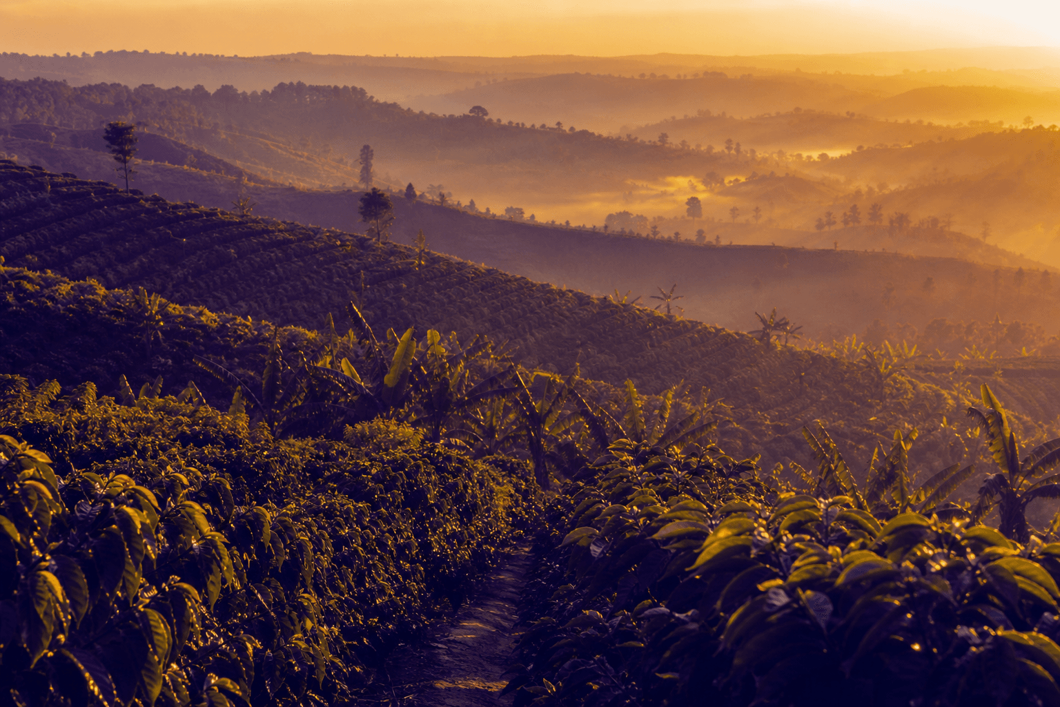 Coffee hills in rural Uganda at golden hour